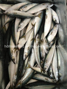 Fresh Frozen Seafood Mackerel Fish